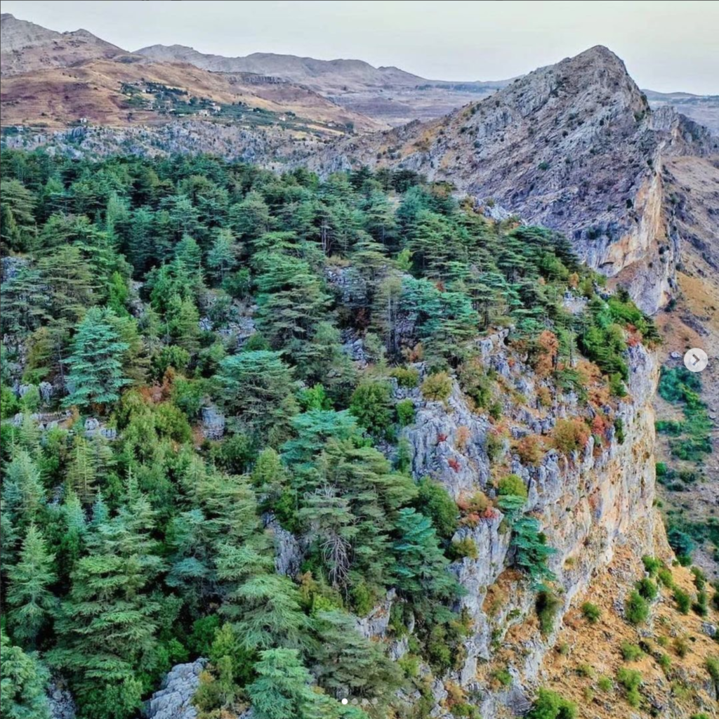 محمية غابة أرز تنورين في إحدى مناطق لبنان السياحية